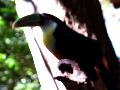 gal/holiday/Brazil 2005 - Foz do Iguacu Birds Sanctuary/_thb_Bird_Sanctuary_Iguacu_DSCF1248.jpg